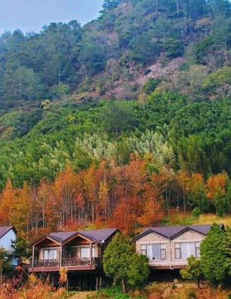 Forest Retreat: Bamboo Trails & Nature Therapy｜Xitou, Nantou 2 Days