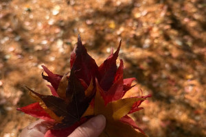 Above the Clouds: Highland Pastures & Alpine Charm｜Cingjing Farm, Nantou 2 Days