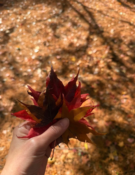 Above the Clouds: Highland Pastures & Alpine Charm｜Cingjing Farm, Nantou 2 Days