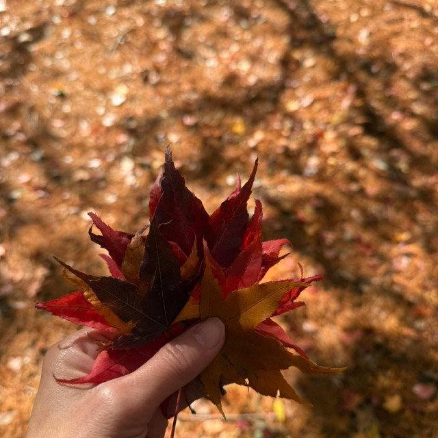 Above the Clouds: Highland Pastures & Alpine Charm｜Cingjing Farm, Nantou 2 Days