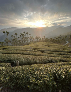 Nantou Tea Artistry: A Deep Dive into Taiwan’s Tea Heritage