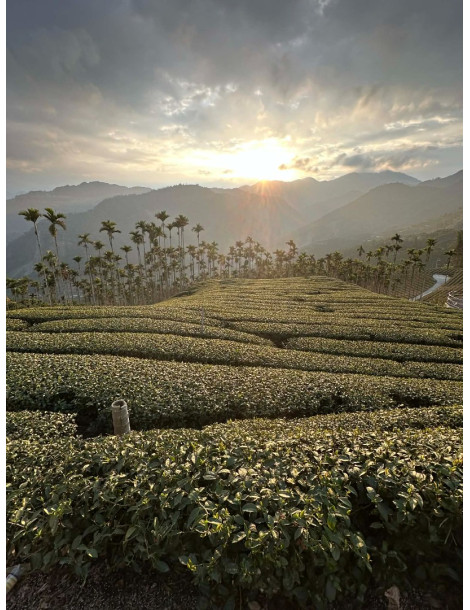 Nantou Tea Artistry: A Deep Dive into Taiwan’s Tea Heritage