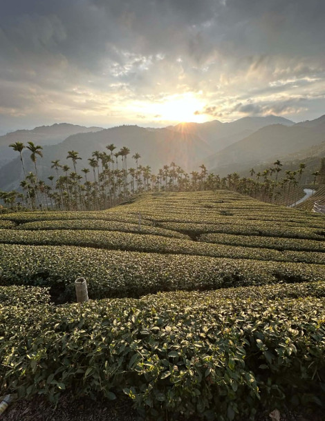 Nantou Tea Artistry: A Deep Dive into Taiwan’s Tea Heritage
