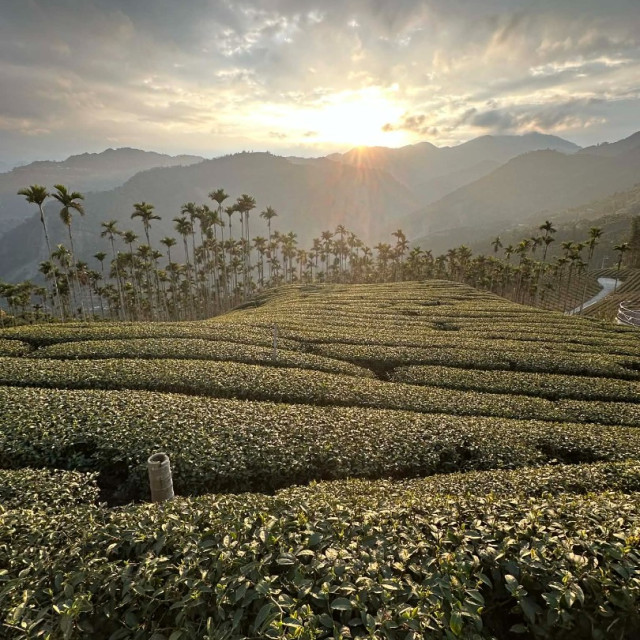 Nantou Tea Artistry: A Deep Dive into Taiwan’s Tea Heritage
